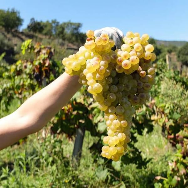 Cantina Malopasso - Floriana Cosentino
