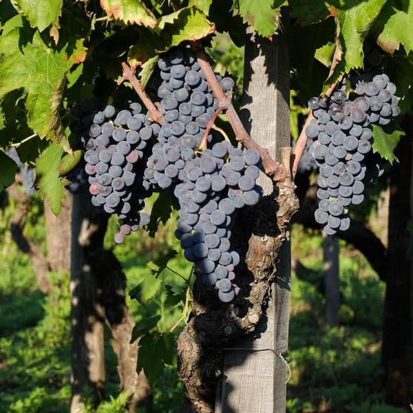 Cantina Malopasso - Floriana Cosentino