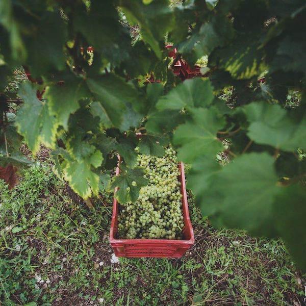 Domaine D'ici là - Adrien Bariol