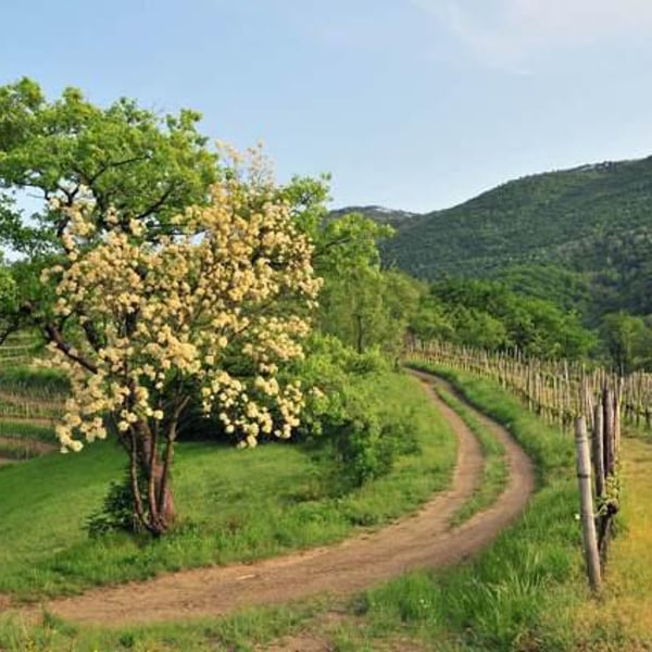 Slavček - Franc Vodopivec