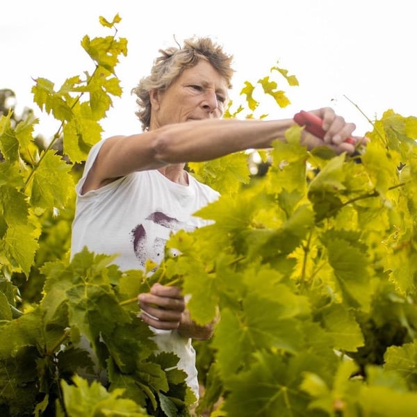 Vignoble Réveille - France Crispeels