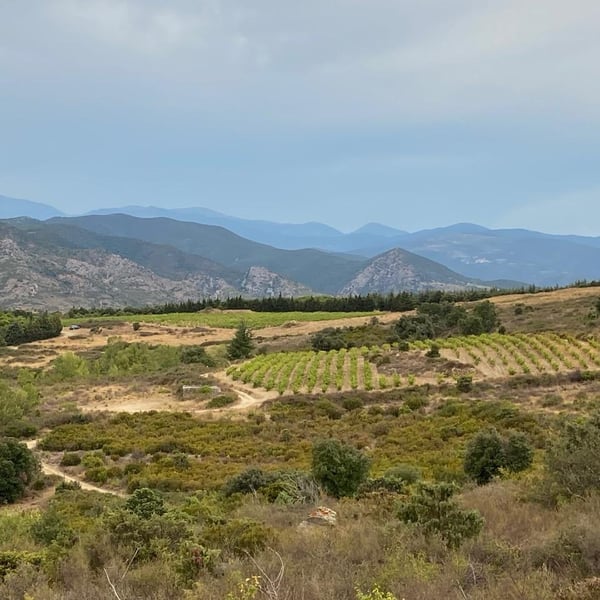 Vignoble Réveille - France Crispeels