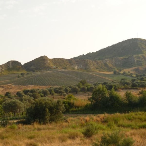 Azienda Agricola Nasciri - Domenico