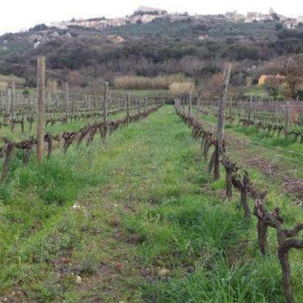 Francesca Sfondrini & Fabrizio Niccolaini