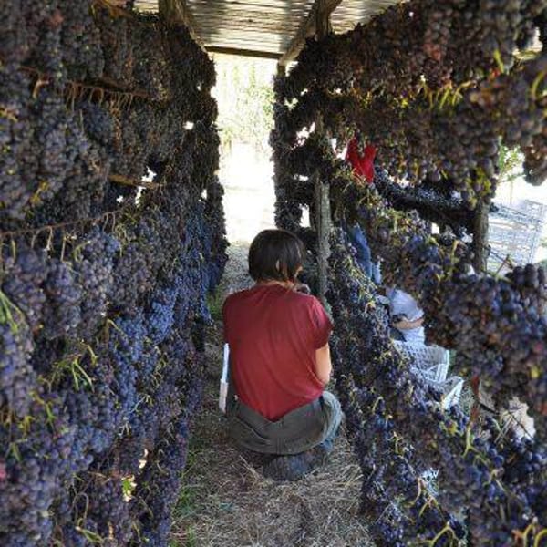 Francesca Sfondrini & Fabrizio Niccolaini