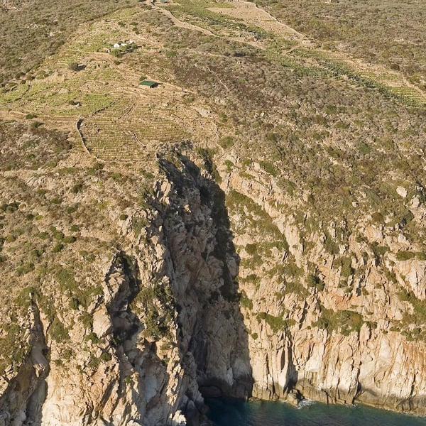 Altura Vigneto - Francesco Carfagna