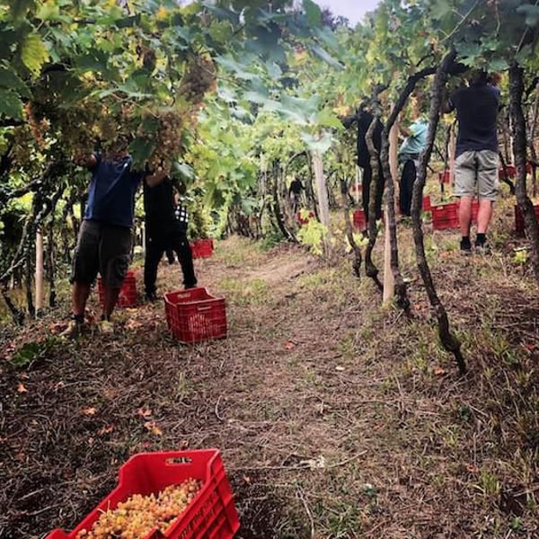 Cantina Martinelli - Francesco Martinelli