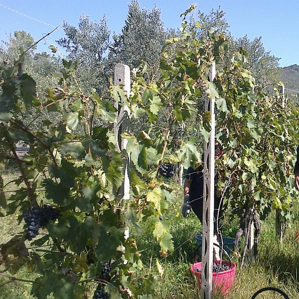 Az. Agricola Tarazona Miriam - Francesco Mondini, Miriam Tarazona