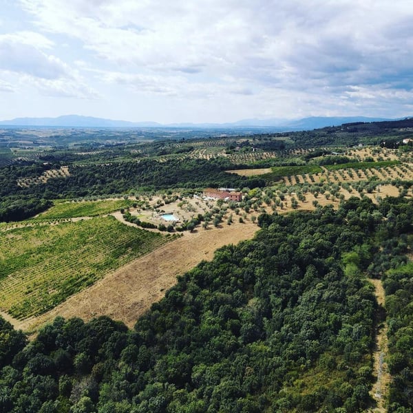 Fattoria Castellina - Francesco Montomoli