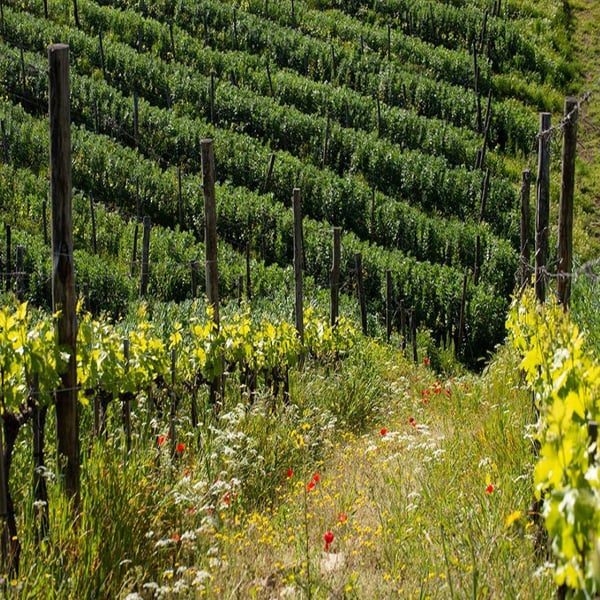 Fattoria Castellina - Francesco Montomoli