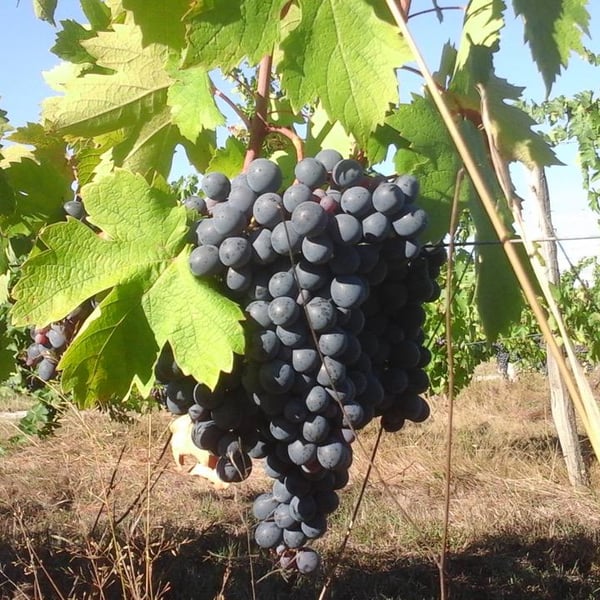 Domaine Terra Dieda - Francis Trioux