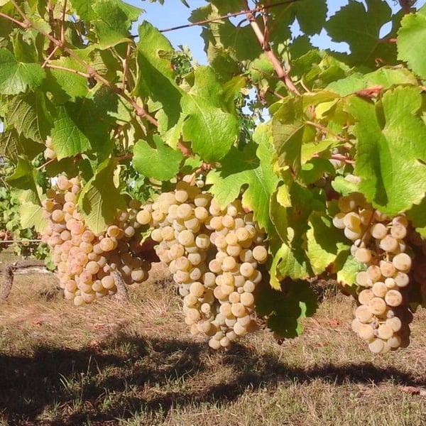 Domaine Terra Dieda - Francis Trioux