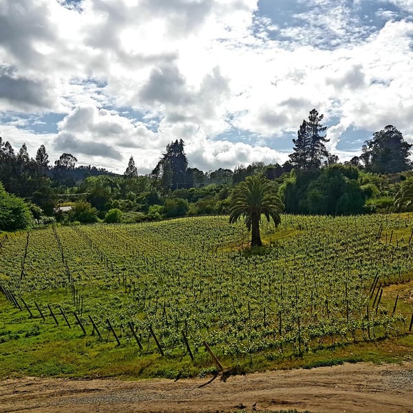 Hacienda San Juan - Francisco Freire