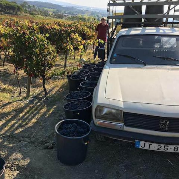 Quinta da Vacariça - François Chasans