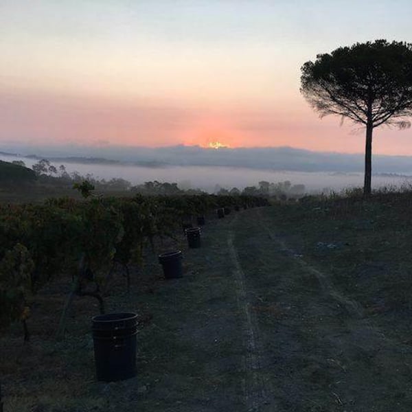 Quinta da Vacariça - François Chasans