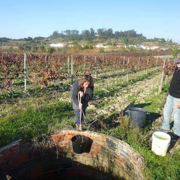Quinta da Vacariça - François Chasans