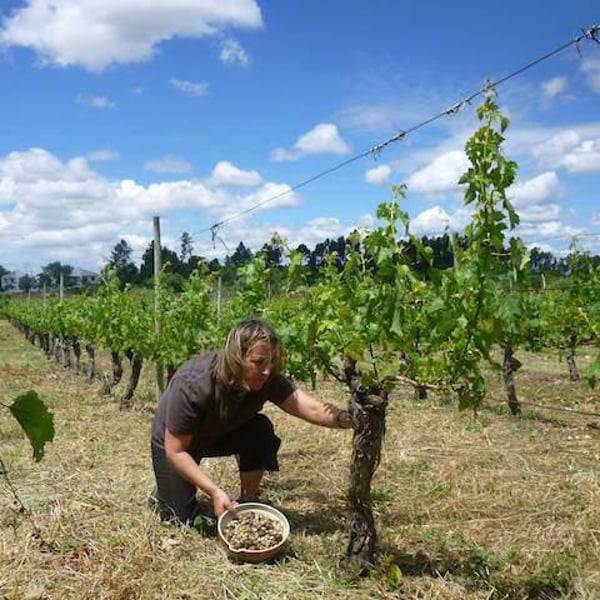 Quinta da Vacariça - François Chasans