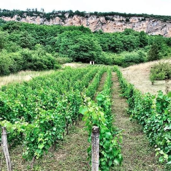 Domaine du Perron - La Vigne du Perron - François Grinand