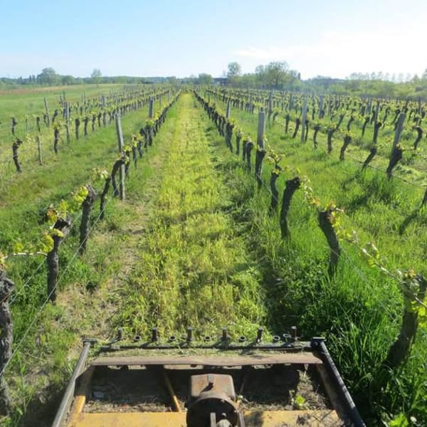 Domaine Les 3 Saules - François Laborie