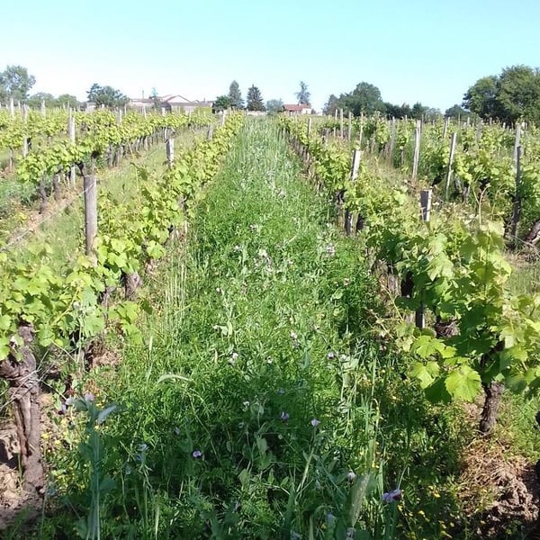 Domaine Les 3 Saules - François Laborie