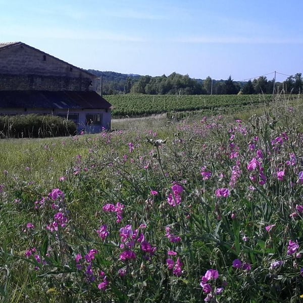 Domaine Les 3 Saules - François Laborie