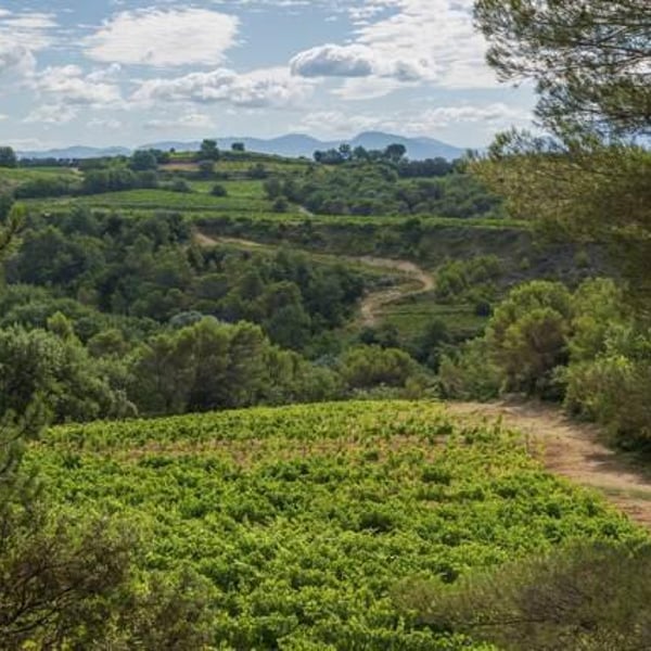 Domaine Gramiller - Frédéric Julien