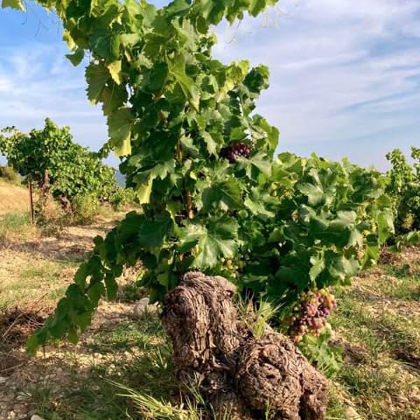 Domaine Gramiller - Frédéric Julien