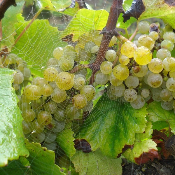 Domaine Brégeon - Frédéric Lailler
