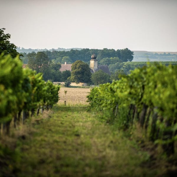 Weingut Fritz Salomon - Fritz Salomon