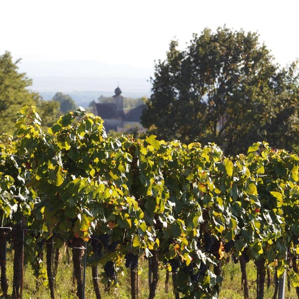 Weingut Fritz Salomon - Fritz Salomon