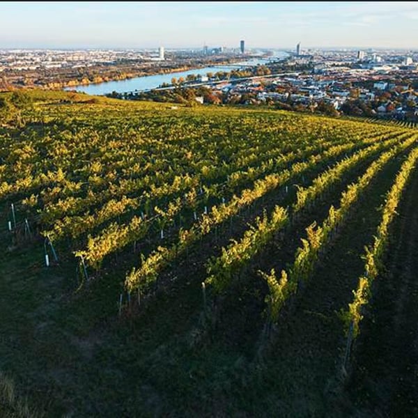 Weingut Hajszan Neumann - Fritz Wieninger