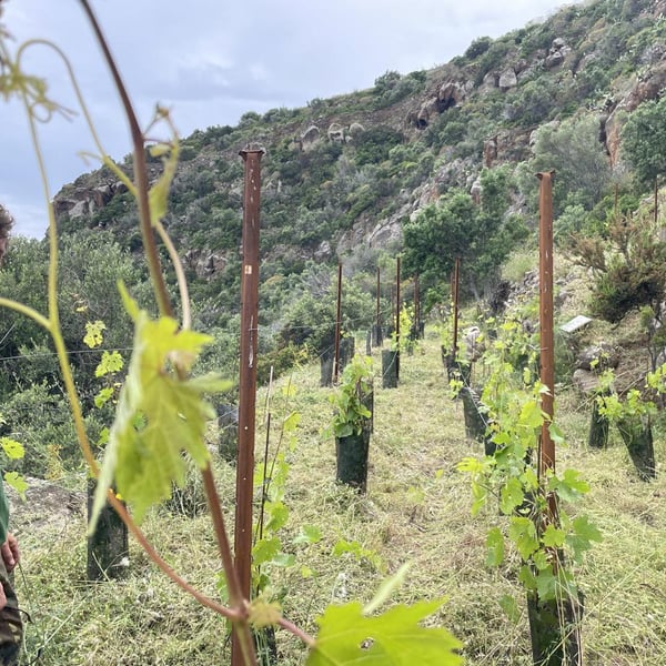 Azienda Agricola Ramacciani - Gabriele Ramacciani