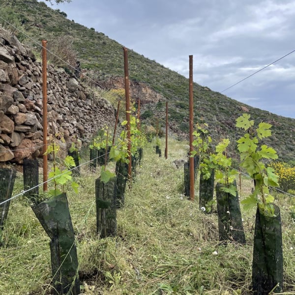 Azienda Agricola Ramacciani - Gabriele Ramacciani