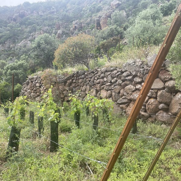 Azienda Agricola Ramacciani - Gabriele Ramacciani