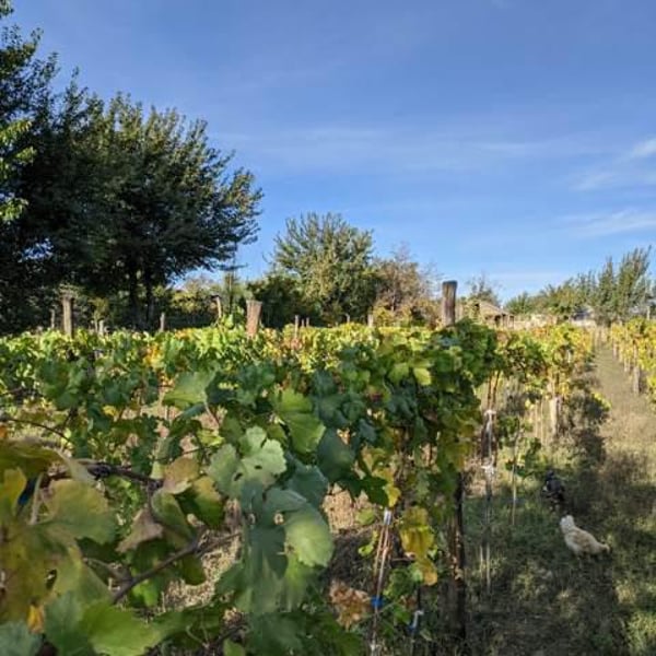 Gabriel's Wine - Gabrieli Khomasuridze