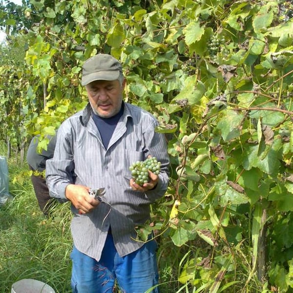Gaioz Sopromadze Winery - Gaioz Sopromadze