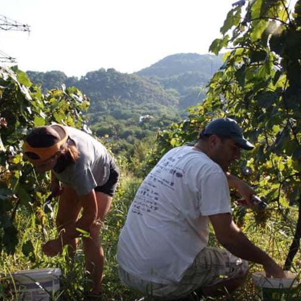 Gaioz Sopromadze Winery - Gaioz Sopromadze