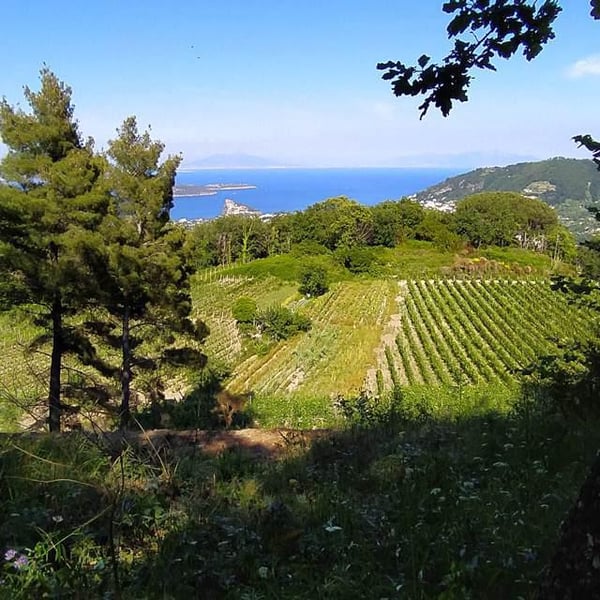 Tenuta del cannavale - Gennaro & Anna Manna
