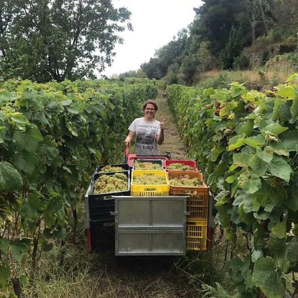 Tenuta del cannavale - Gennaro & Anna Manna