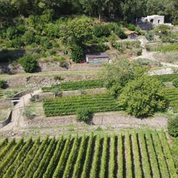 Tenuta del cannavale - Gennaro & Anna Manna