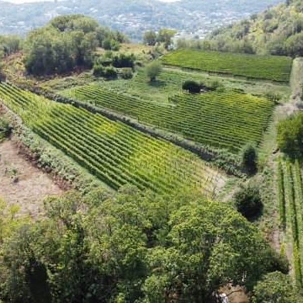 Tenuta del cannavale - Gennaro & Anna Manna