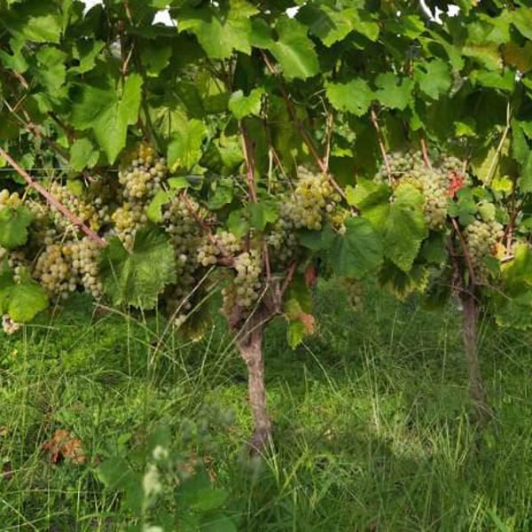 Tenuta del cannavale - Gennaro & Anna Manna