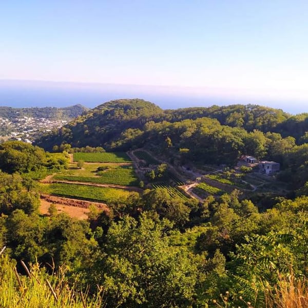 Tenuta del cannavale - Gennaro & Anna Manna