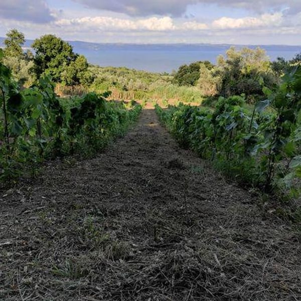 Azienda Agricola Georgea Marini - Georgea Marini