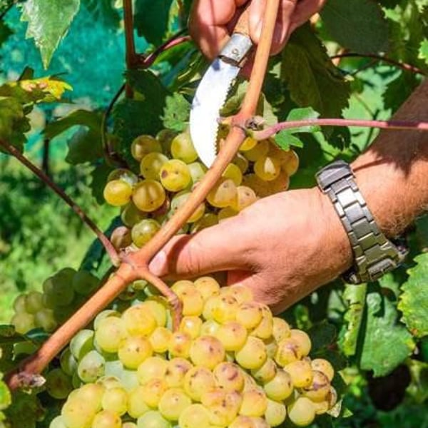 Dorian Wines - Georgios Balatsouras