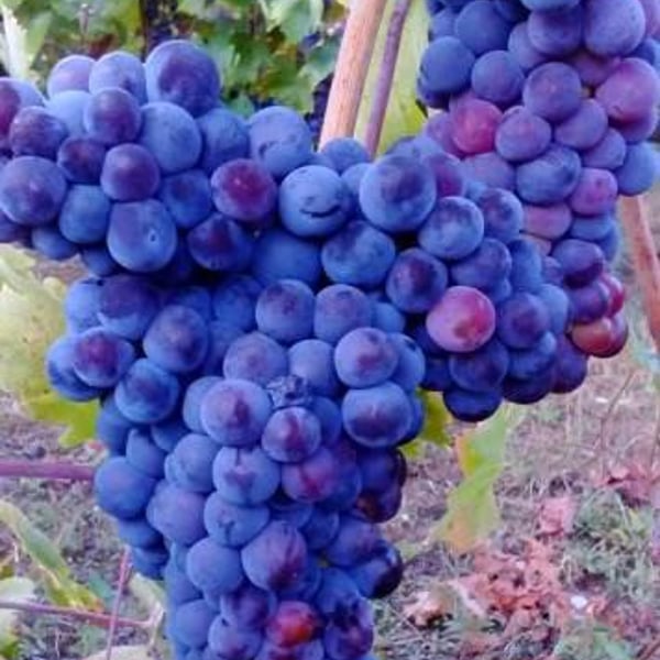 Dorian Wines - Georgios Balatsouras