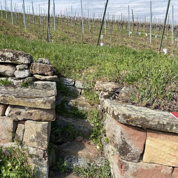 Domaine Petit Poucet - Gerard Blaess