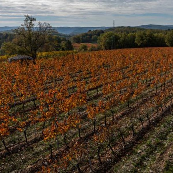 Chateau Les Croisille - Simon et Germain Croisille , Nicolas Bach