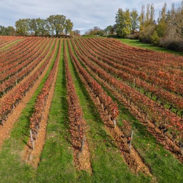 Chateau Les Croisille - Simon et Germain Croisille , Nicolas Bach