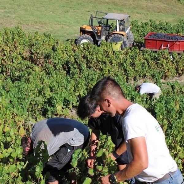 Domaine des Chopins - Germain Santailler